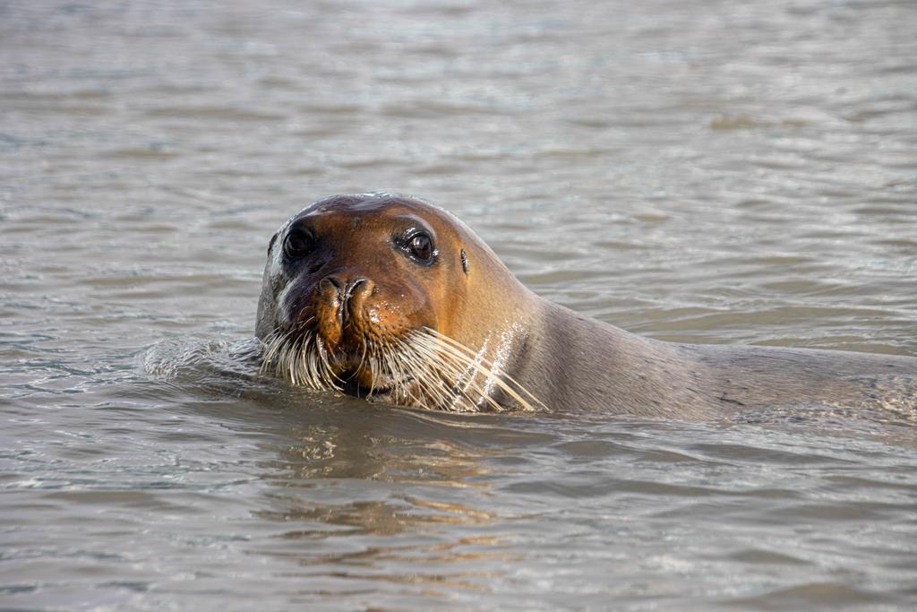 swimming bearded seal
