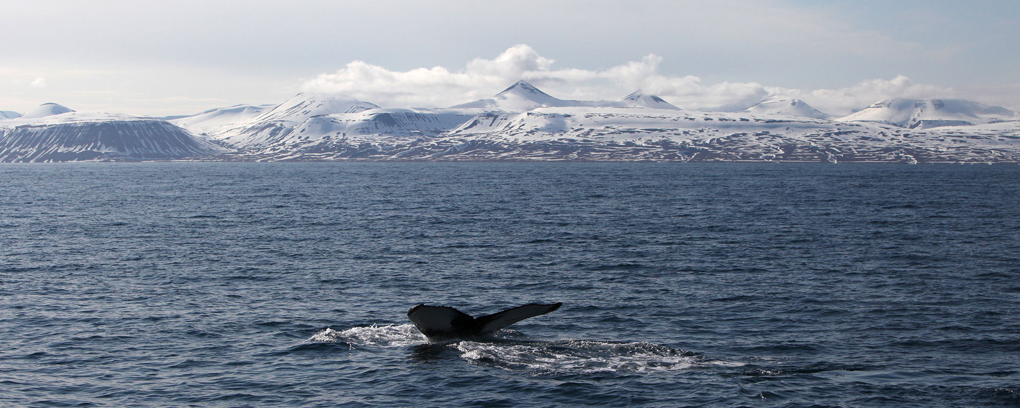 Humpackwhale in Isfjorden