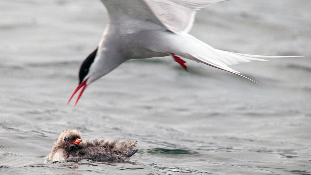 Arctic tern with a chick