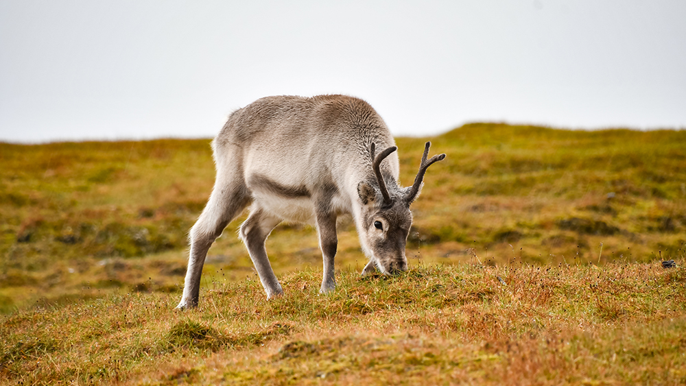 young reindeer