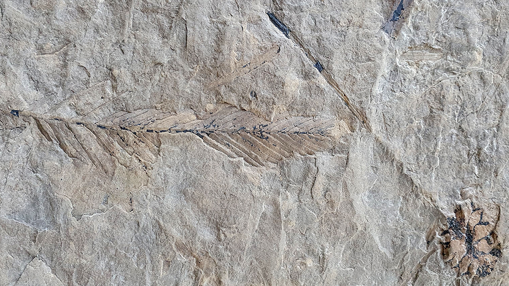 Fossiliensuche in der Moräne vom Longyearbreen