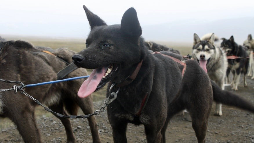 Schlittenhunde auf Spitzbergen