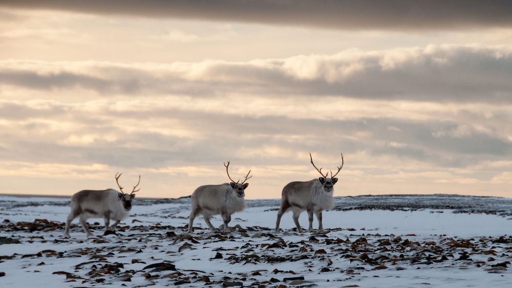 Group of three reindeer with antlers