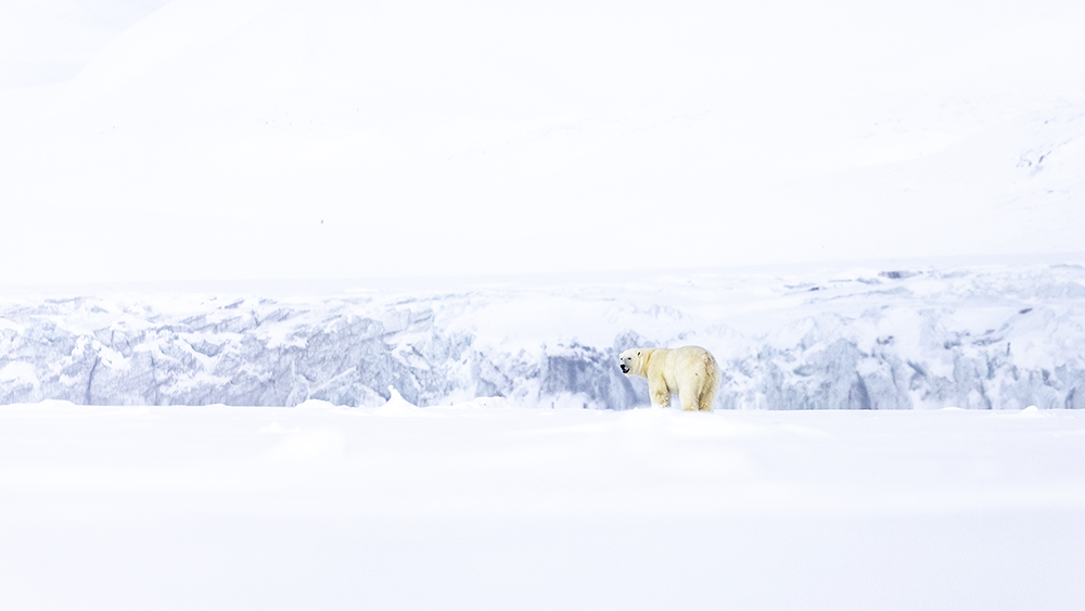 Polar Bear in front of the glacier