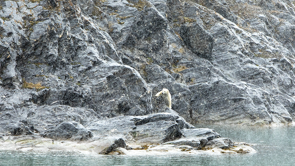 Eisbär auf Spitzbergen
