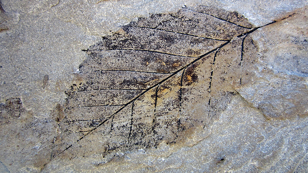 Fossiliensuche in Longyearbyen