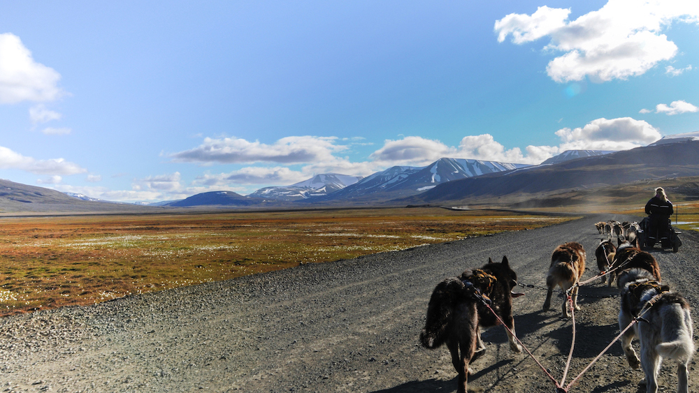 Dogsledding on wheels, Svalbard
