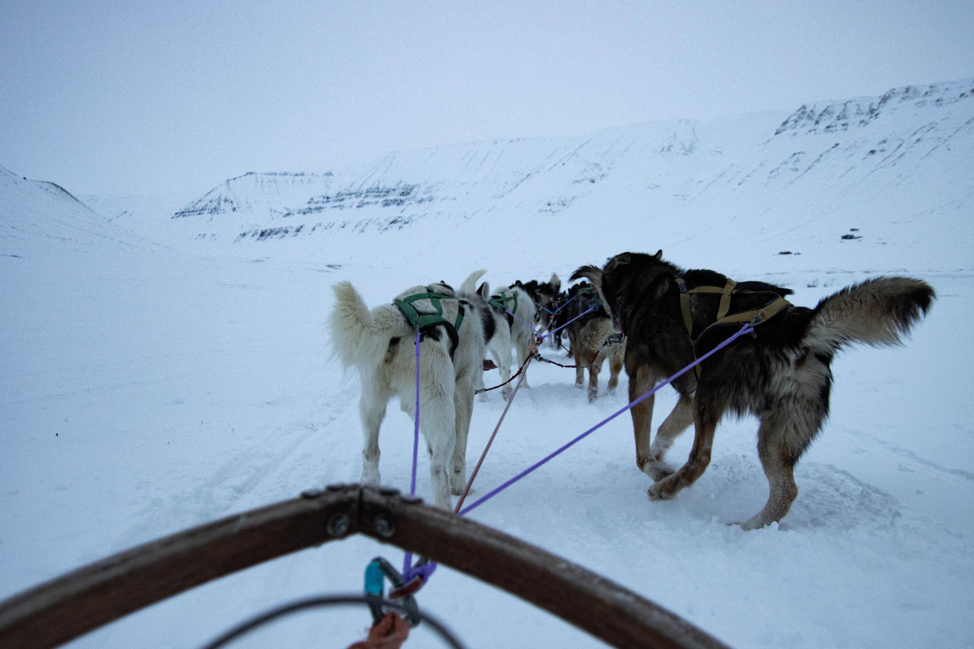 Hundeschlittenfahrt in der Arktis