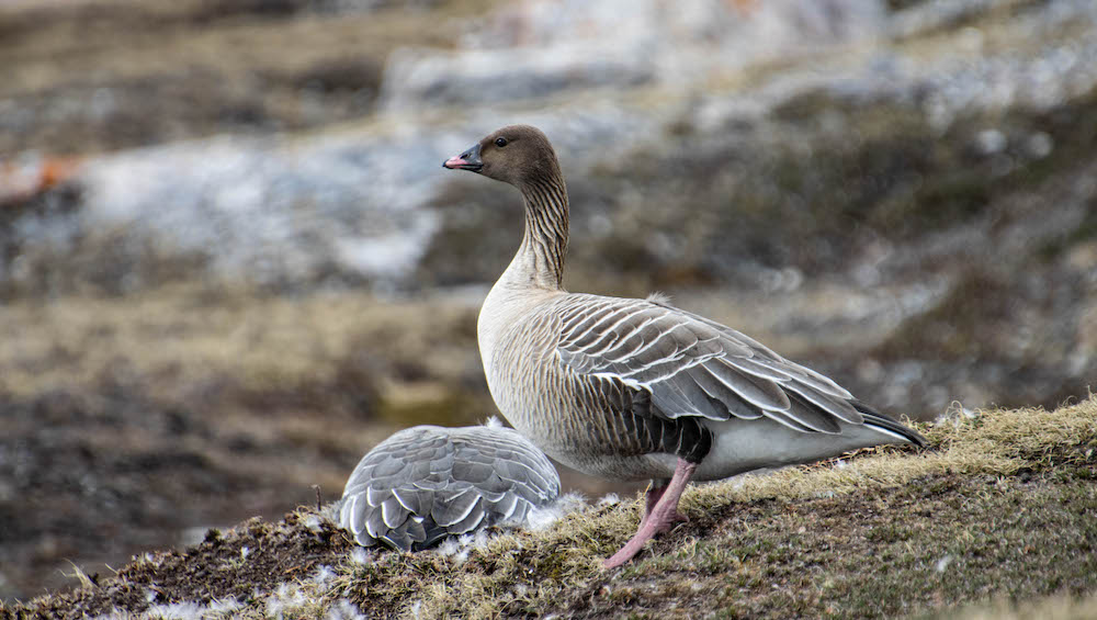 Two pink-fooded Geese on Svalbard