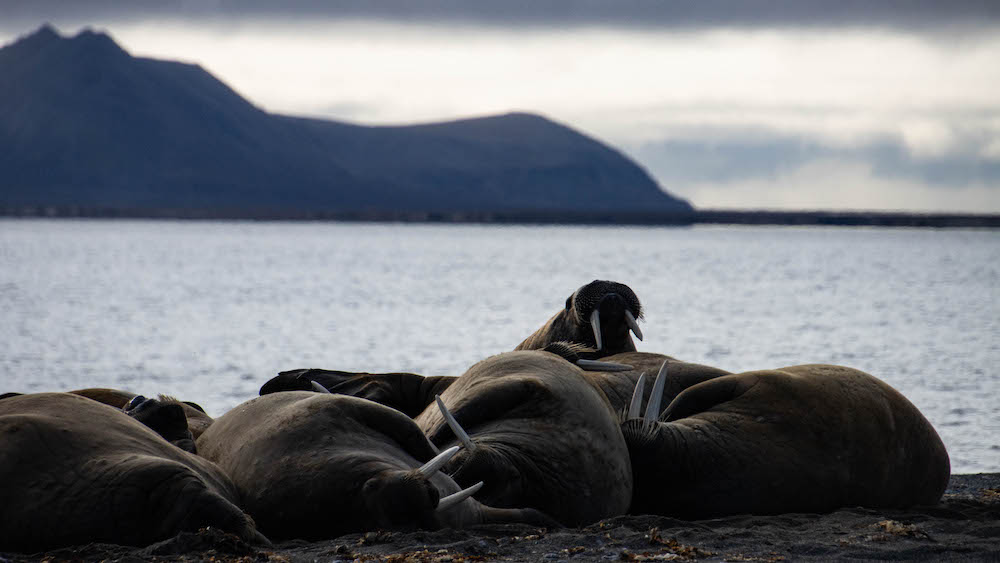 A group of walruses on the beach
