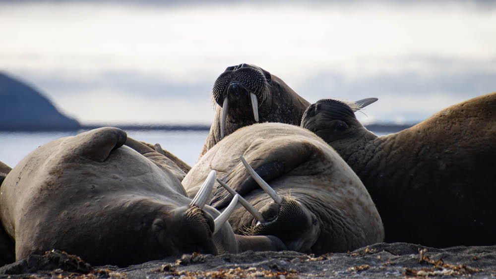Close-up of a group of walruses on the beach