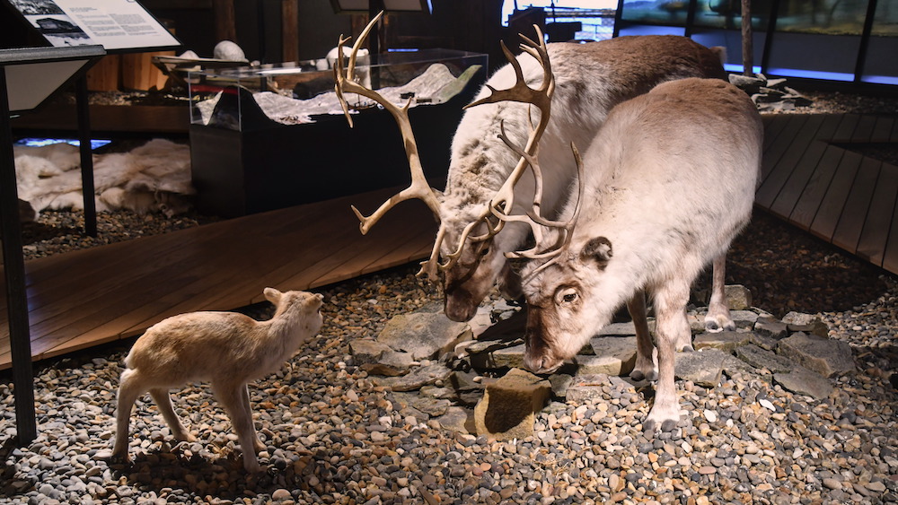 A stuffed reindeer family at the Svalbard Museum