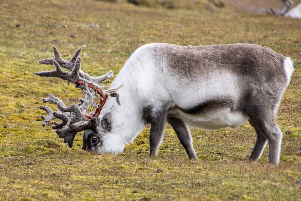 Svalbard reindeer with antler