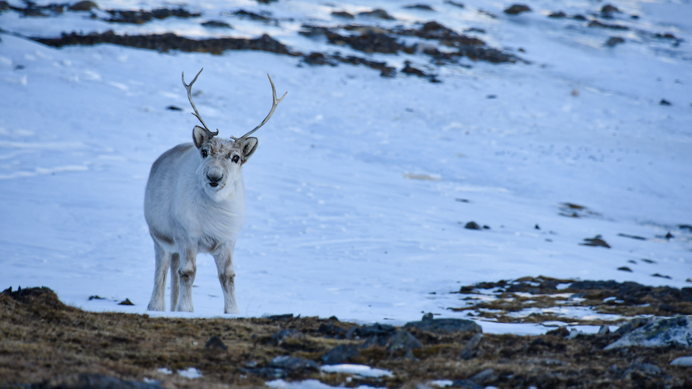 Reindeer in the snow on the tour to Isfjord Radio
