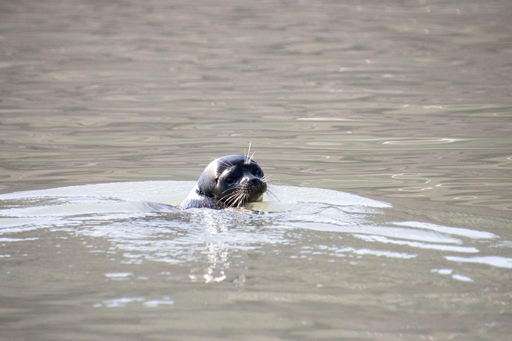 Robbe schwimmt im Wasser