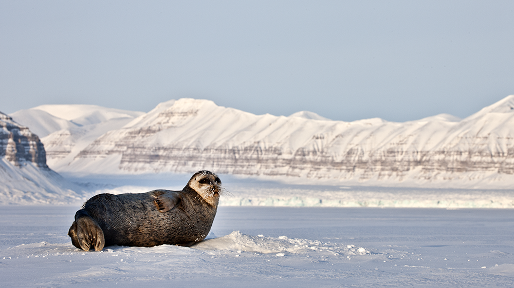 Seal, Tempelfjorden