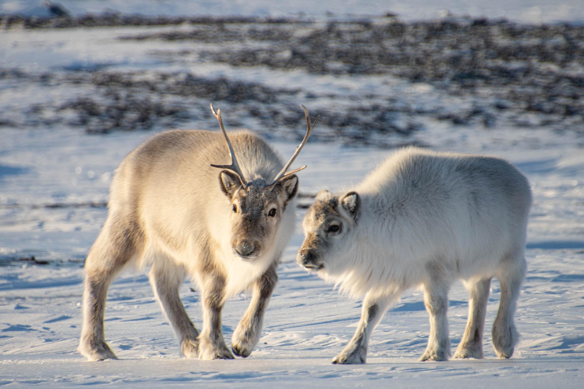 Spitsbergen reindeers