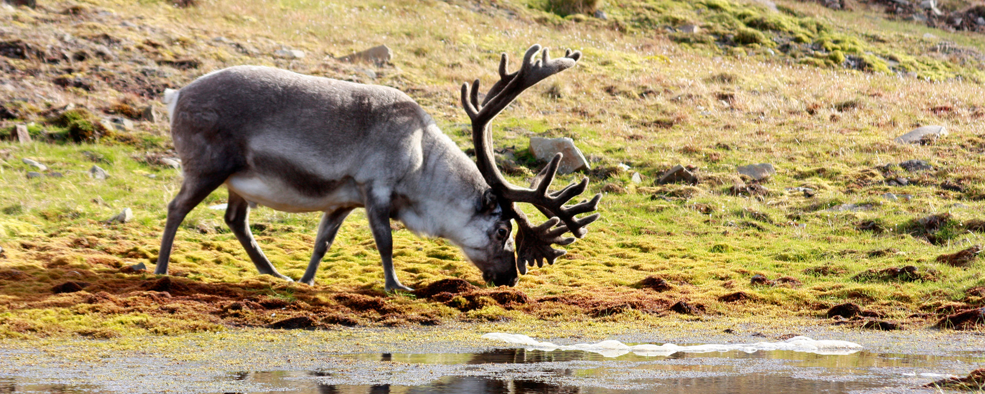 Svalbard Reinder