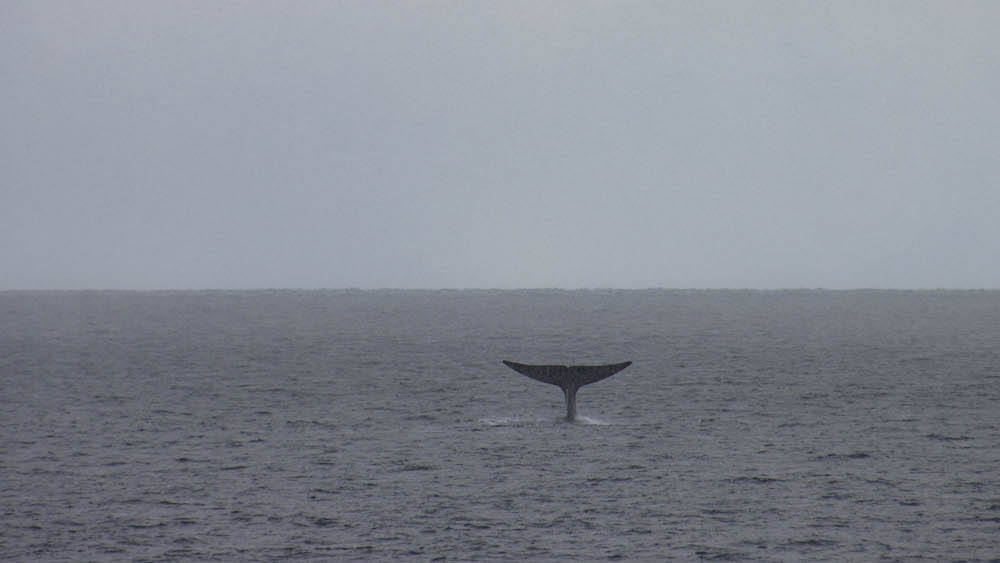 A whale's fin sticking out of the water during a snowfall