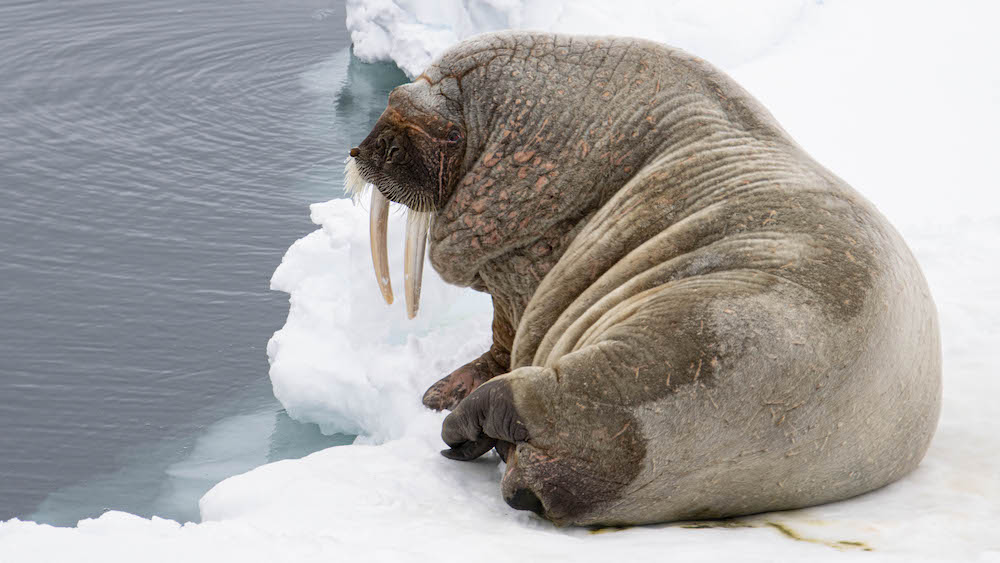 A walrus on an ice floe