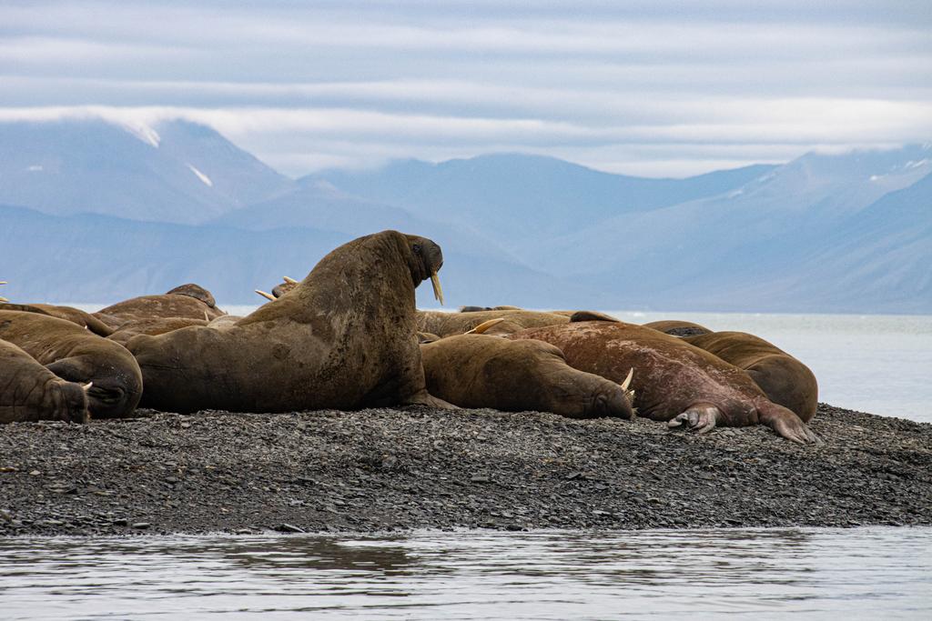 Walrus colony in the Arctic