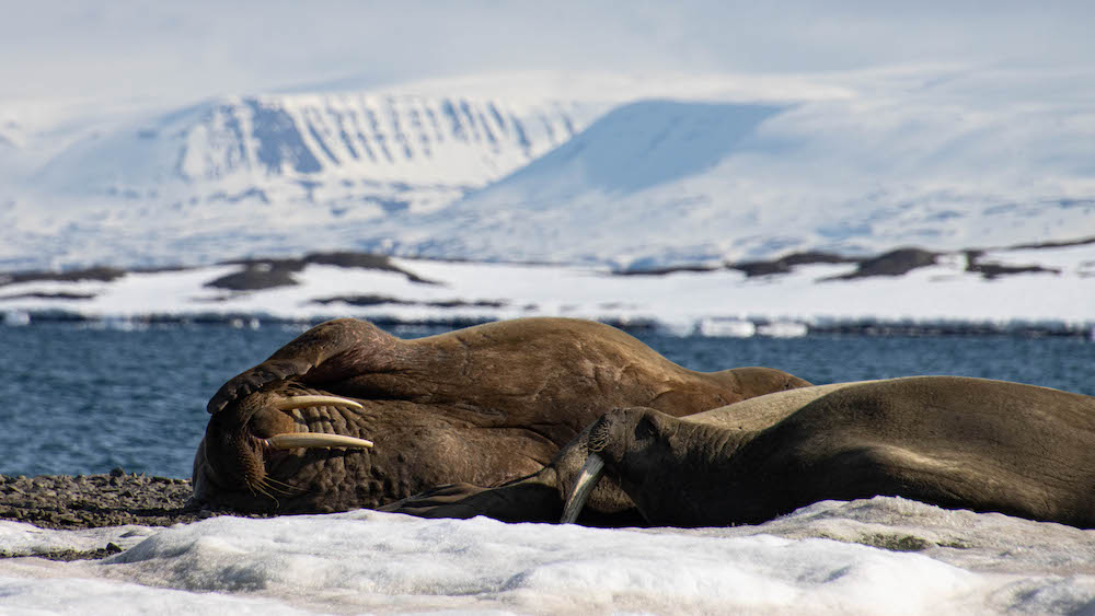 Two walruses lying on the beach
